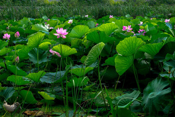 Lake densely planted with pink lotuses with large leaves