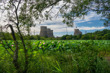 Lake with many lotuses near the hydro-power station