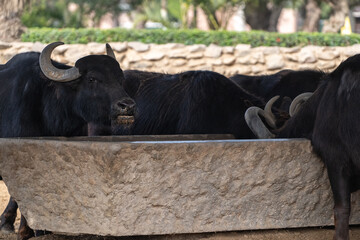 Búfalo