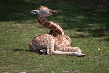 Rolgordijnen Baby giraffe in a zoo in Hungary © vargabandi