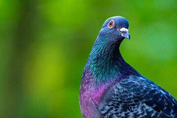 Close up of a pigeon