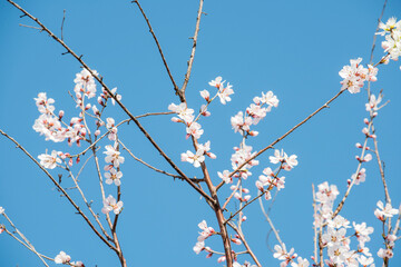 Peach blossoms bloom against a backdrop of blue spring skies