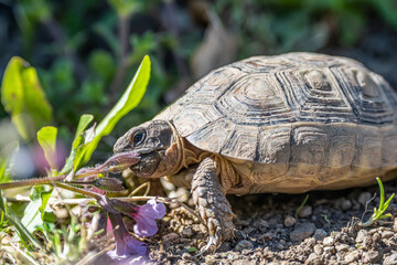 Turtle Testudo Marginata european landturtle eating purple flower closeup wildlife