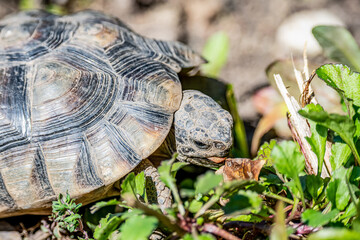 Turtle Testudo Marginata european landturtle wildlife free eating