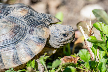 Turtle Testudo Marginata european landturtle wildlife free eating