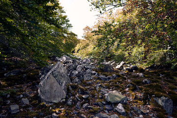 
moncayo beech forest