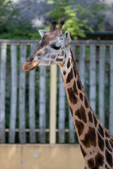 Giraffe in a zoo in Hungary