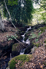 
moncayo beech forest