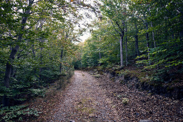 
moncayo beech forest