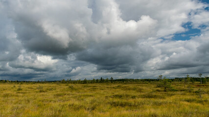 traditional landscape from a swamp, white cumulus clouds. Bright green bog grass and small bog pines. Nigula bog, Estonia