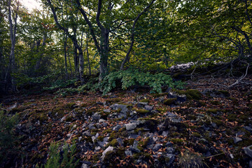 
moncayo beech forest