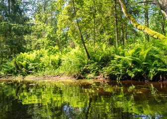landscape with forest river reflection view, green forest river view
