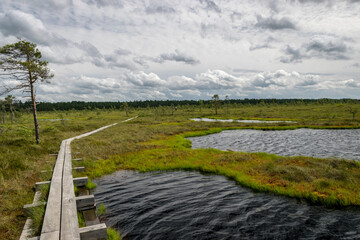 Obraz premium summer landscape with bog background and traditional vegetation, a wooden footpath leads through the bog, Nigula bog, Estonia