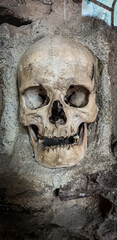 skull
