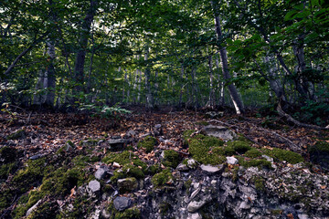 
moncayo beech forest