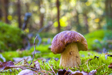 porcini mushroom in forest moss