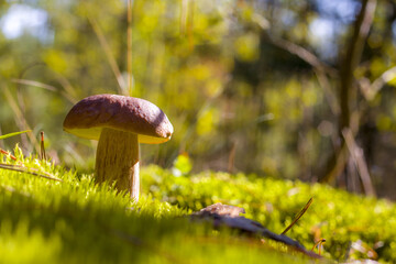 porcini mushroom in sunny forest moss