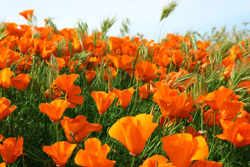 BLOOMING POPPY FIELDS IN LOS ANGELES