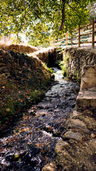 
moncayo beech forest