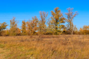 Fototapeta premium Autumn landscape with dry meadow and colorful fall trees