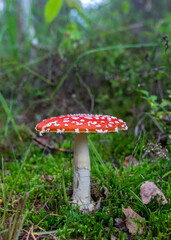 Wild mushroom in the forest, traditional forest background with grass, moss, lichens and dry branches, autumn forest texture, autumn