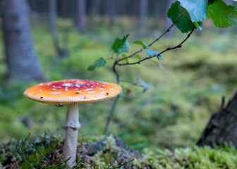 natural forest background, wild mushroom in the forest, traditional forest background with grass,...