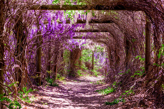 Park alley, arch with blooming wisteria flowers in Sydney.
