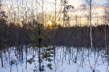 Obraz premium Young Pines and birches in the winter forest at sunrise