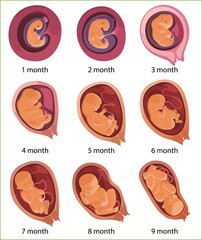 Human embryo evolution, flat vector illustration. Month-by-month pregnancy stages, embryonic and fetal development. Human anatomy.