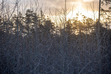 Obraz premium Young trees without leaves in the winter forest at sunrise