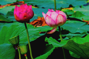 Lotus, pink water lily flower, nymphaea  on a dark water background.