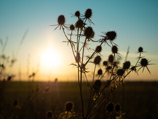 Beautiful scene with wild grass at sunset.