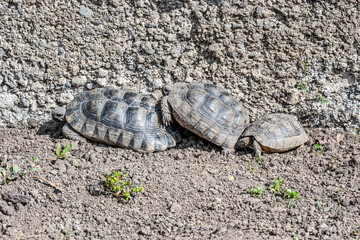 Turtle Testudo Marginata european landturtle family three turtles different size baby parents lined up closeup wildlife