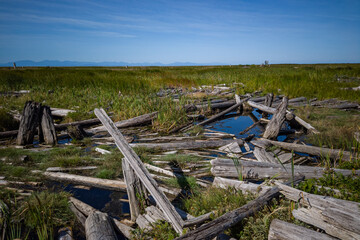 Fototapeta na wymiar marshland in the open filled with tall green grasses and a dense bunch of drift-woods laying around the water way under blue sky on a sunny day