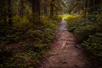 paved narrow trail inside dark forest on the mountain on an overcast day