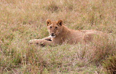 Fototapeta na wymiar Juvenile Lion Cub (panthers leo) resting in the Serengeti, Tanzania.