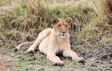 Fototapeta na wymiar Juvenile Lion Cub (panthers leo) resting in the Serengeti, Tanzania.