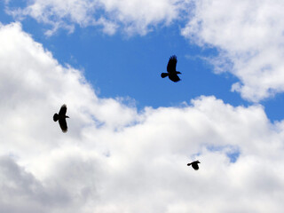 Low angle view of silhouette birds against cloudy sky