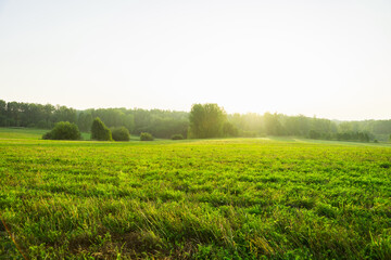 Fototapeta na wymiar Morning light on the green summer field. Summer landscape.