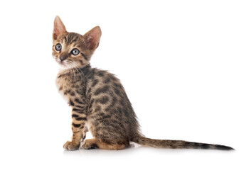 bengal kitten in studio