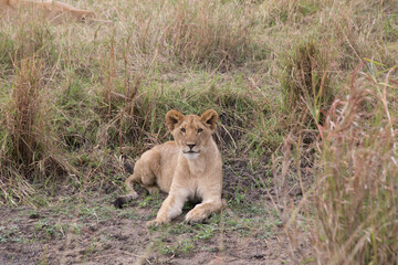 Juvenile Lion Cub (panthers leo) resting in the Serengeti, Tanzania.