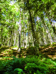 Lago Nero, in the mountains of Abetone, Pistoia, Tuscany, Italy, in summer.