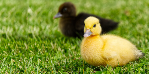 Small newborn ducklings walking on backyard on green grass. Yellow cute duckling running on meadow field in sunny day. Banner or panoramic shot with duck chick on grass.