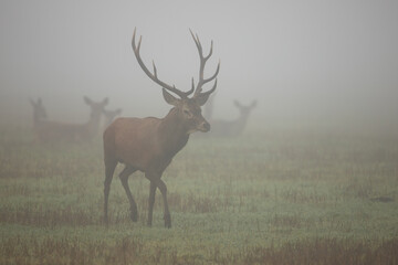 Naklejka na ściany i meble Majestic red deer, cervus elaphus, walking on meadow in morning mist. Magnificent stag marching on field in autumn fog. Wild mammal with massive antlers going on grassland in fall.