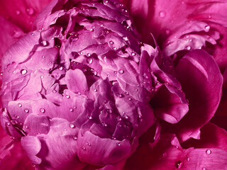 Obraz premium Beautiful pink peony flower with drops of water close up