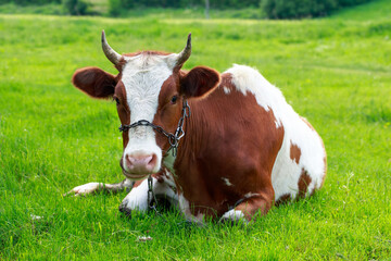 Naklejka na ściany i meble Cow in the meadow