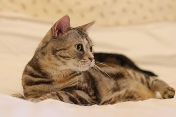 Fototapeta na wymiar 右を見る美しい猫のアメリカンショートヘア A beautiful cat American Shorthair looking to the right.