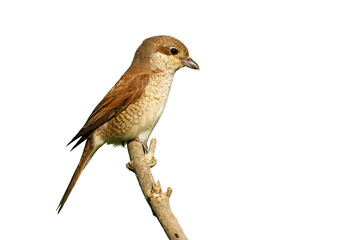Red-backed shrike, lanius collurio, female sitting on branch isolated on white background. Little brown bird resting on bough cut out on blank. Small feathered animal looking around from twig with