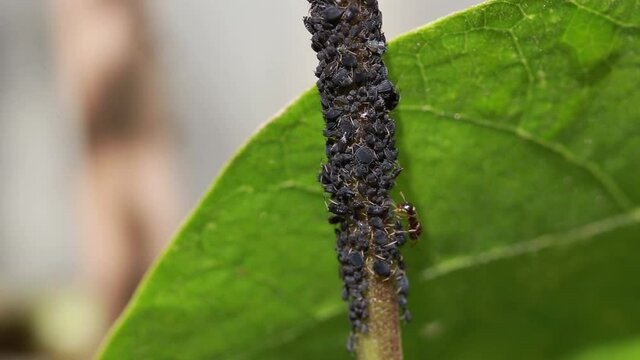 Black bean aphids, aphis fabae, and black ants, lasius niger, on the stem of a green bean plant