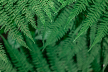 Fern in the forest close-up. Background of leaves.
